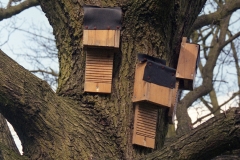 Bat boxes